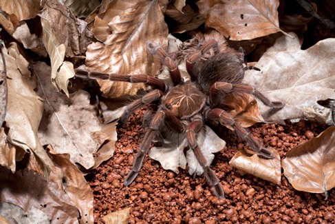 Vogelspinne, Produktinszenierung